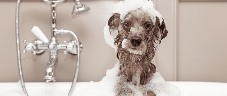 chien dans le bain